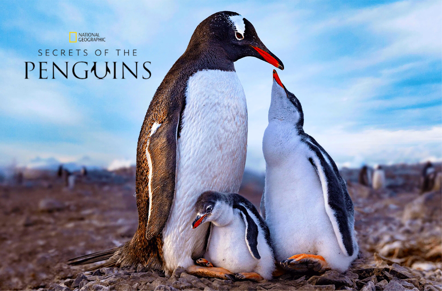 secrets of penguins