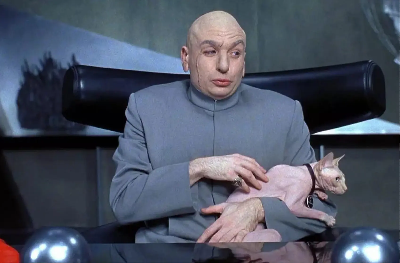 Austin Powers cat (1)