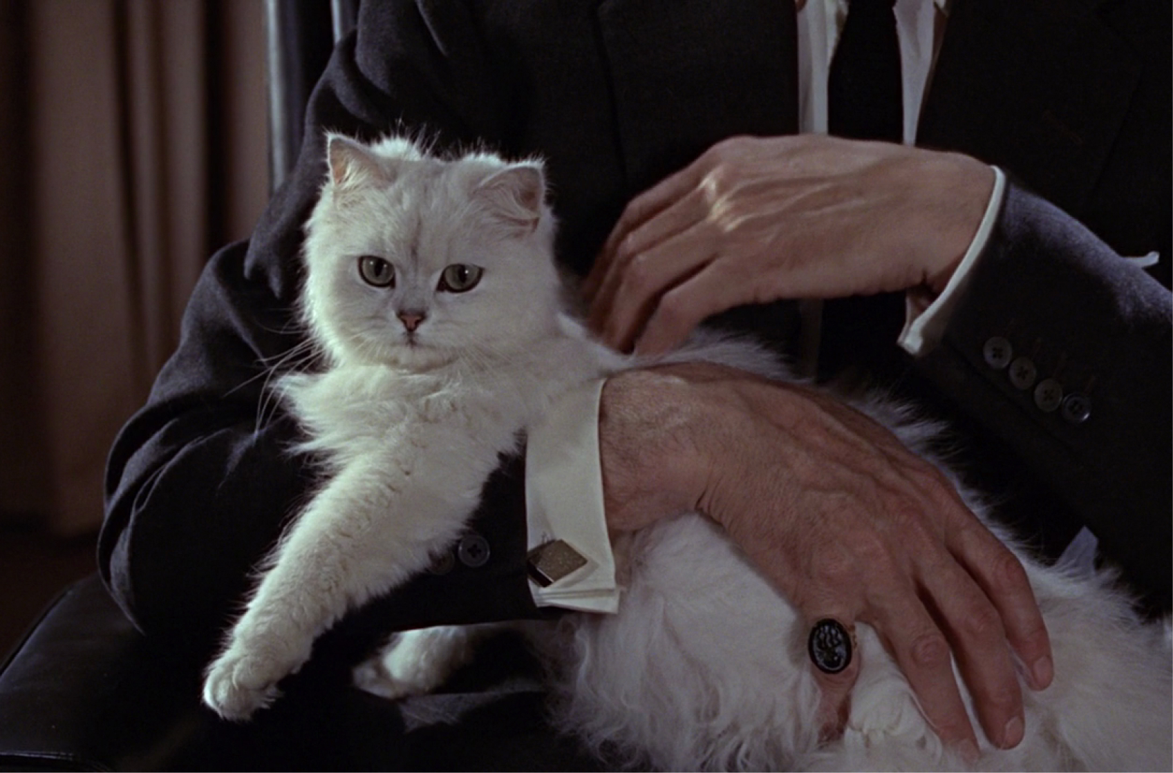 From Russia with Love cat