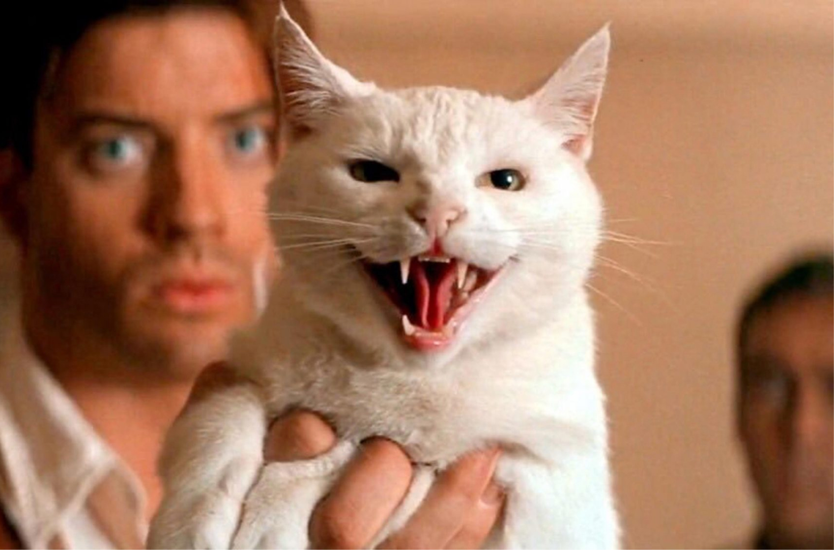 The Mummy cat