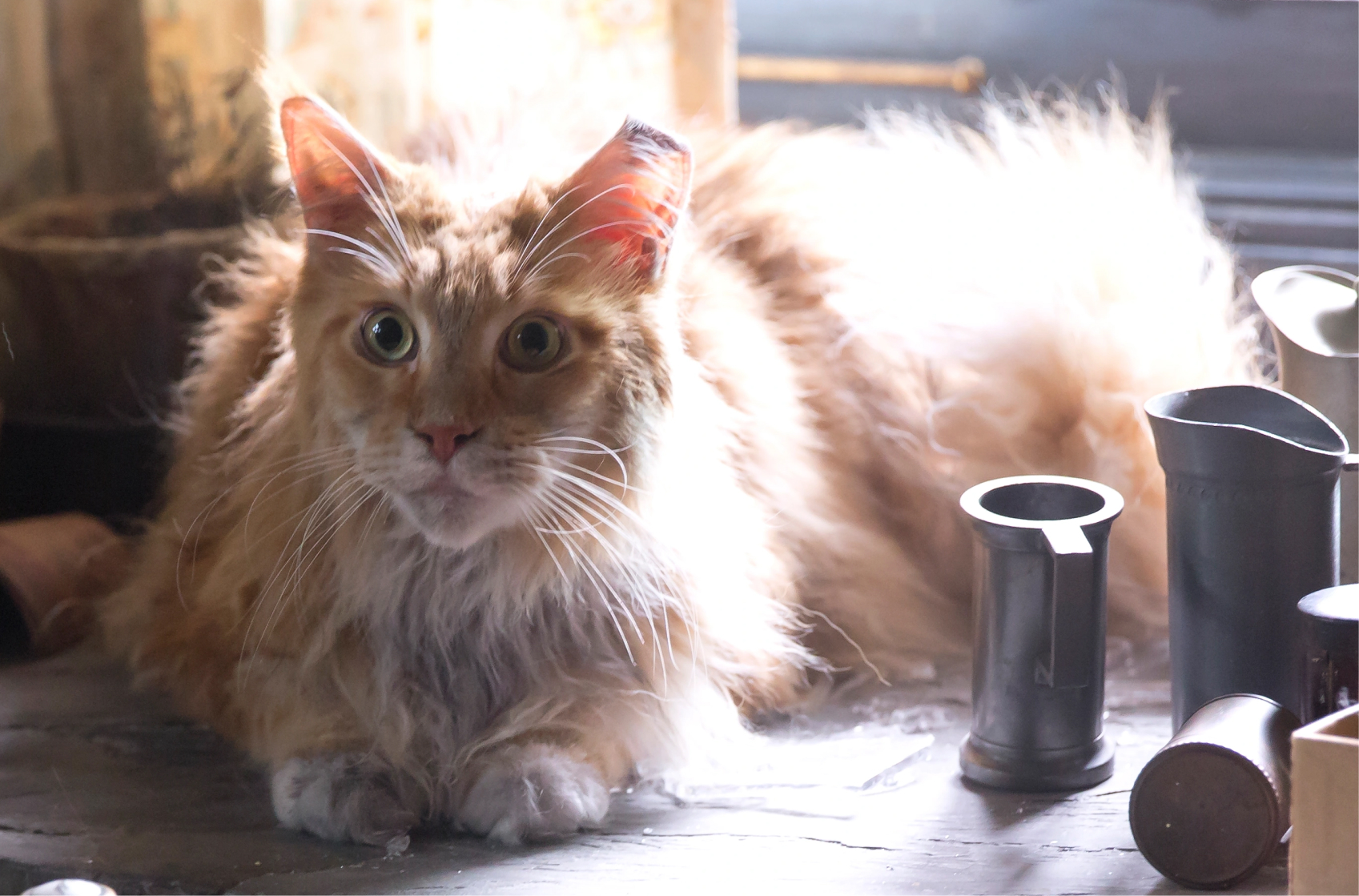 hunger games cat