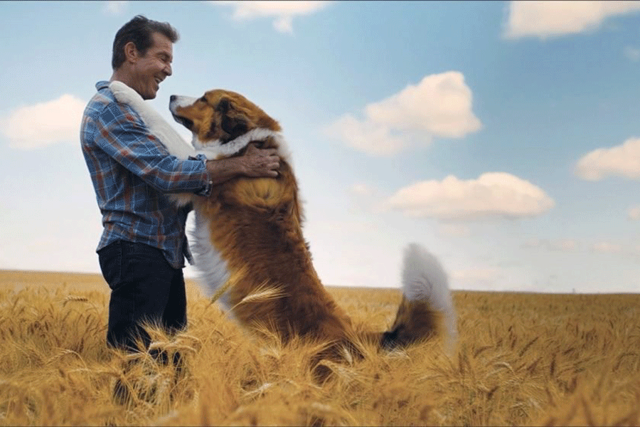 10 فیلم سینمایی که سگها نقش کلیدی در آنها دارند
