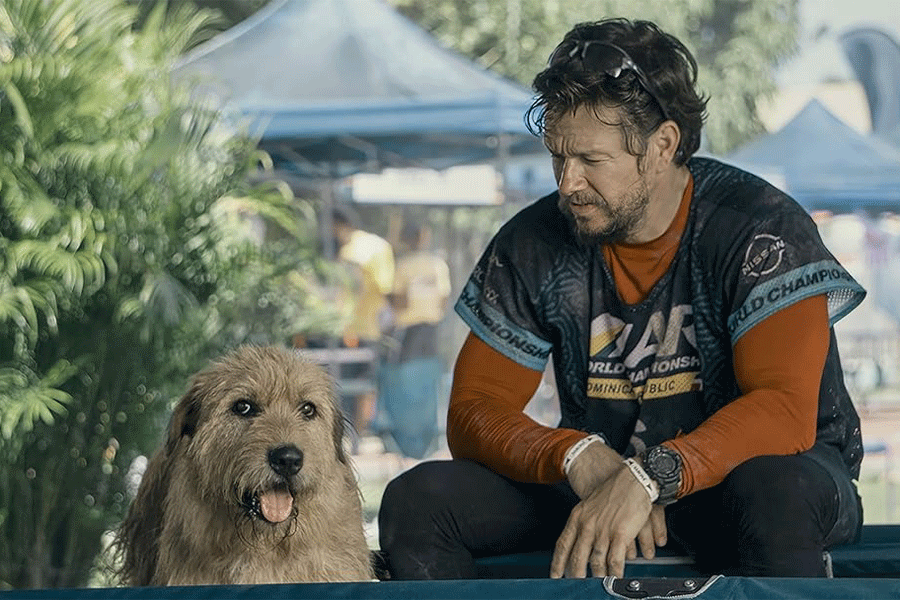 10 فیلم سینمایی که سگها نقش کلیدی در آنها دارند