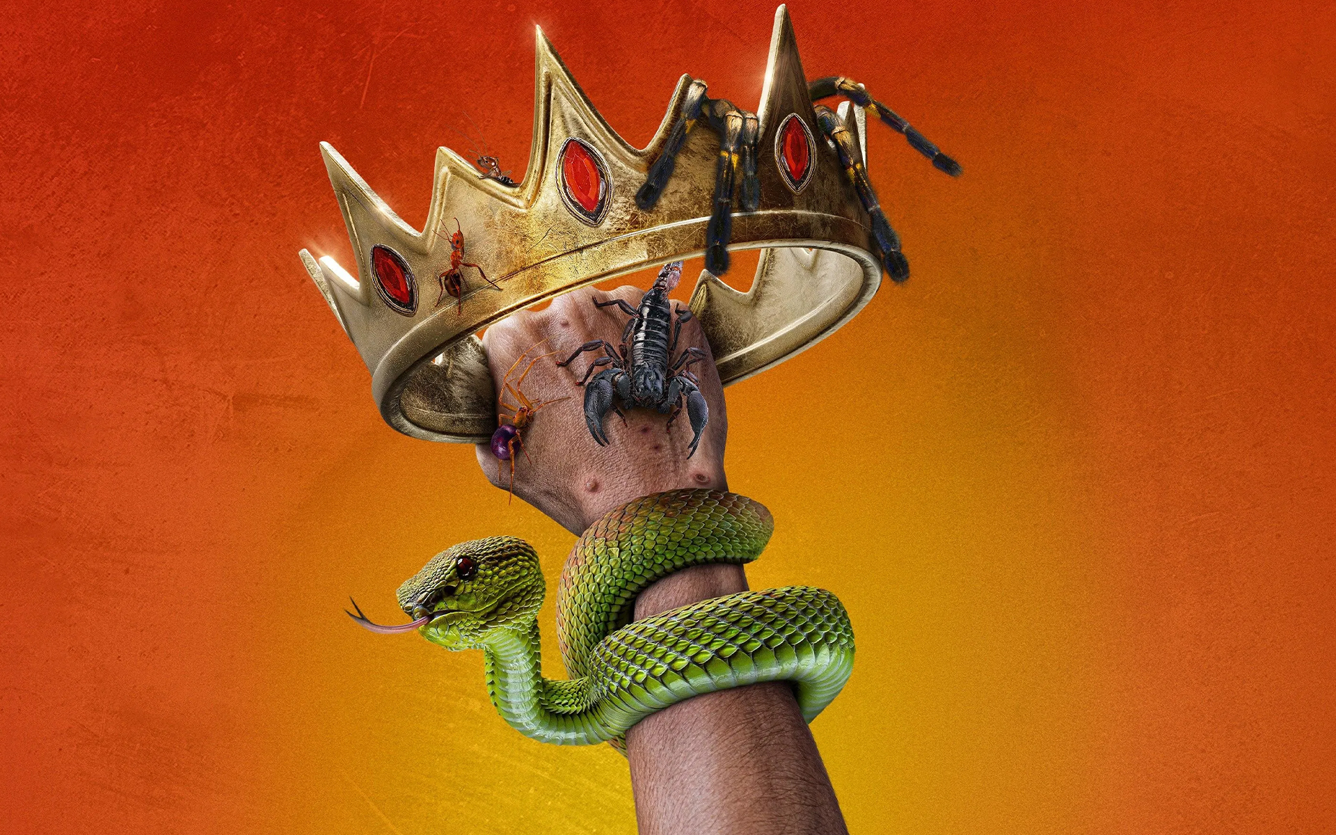 درد به‌ مثابه دانش/ چرا «پادشاهان درد» صرفا نمایش رنج نیست؟